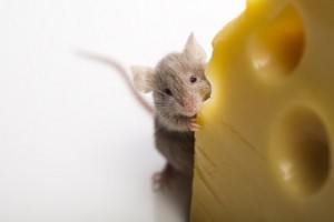 Mouse and cheese