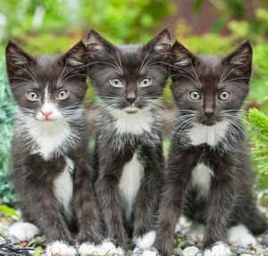 Three little black kittens sitting in the garden